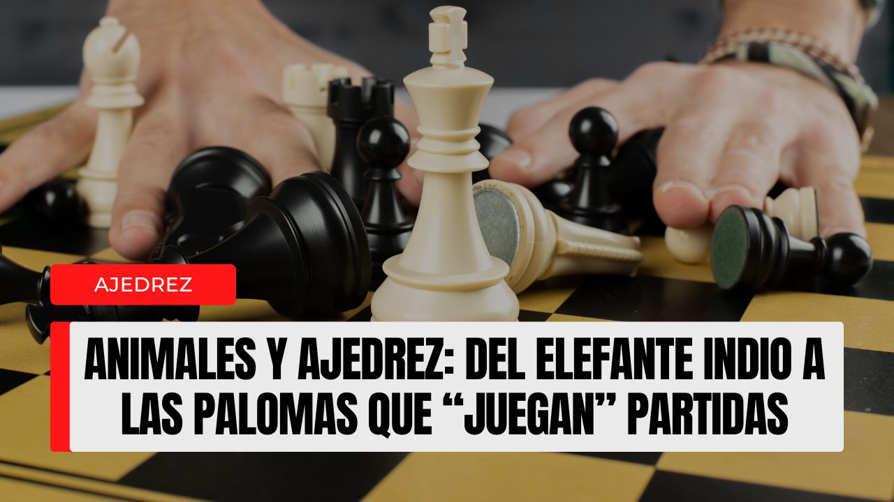 Animales y ajedrez del elefante indio a las palomas que “juegan” partidas